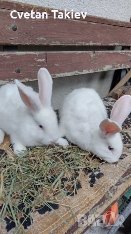 Холандски зайци, зайци Веселина и кръстоска, снимка 6 - Други - 30876894