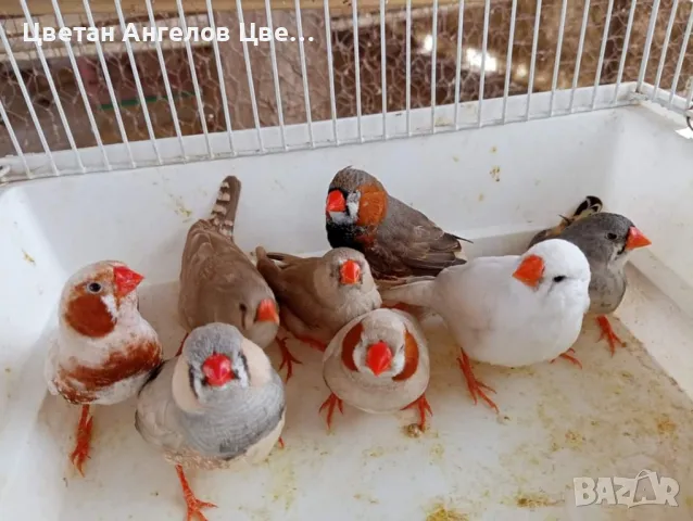 Продавам изложбени зеброви амадини , снимка 3 - Амадини - 46700240