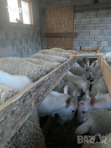 Продавам шилета, снимка 5 - Овце - 53260173