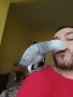 Папагал Жако, снимка 1