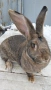 Продавам зайка, снимка 5