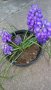 Мускари, снимка 1 - Градински цветя и растения - 28244507