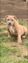 Американско Були ХЛ/ American Bully XL, снимка 1