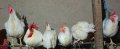 Продавам оплодени яйца от кокошки Сребърен и Златен Виандонт, Легхорн, снимка 1 - други­ - 43349563