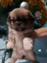 Продавам кучета Пекинез! 🐶, снимка 2