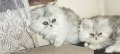 Персийски котета сребърна чинчила, снимка 3