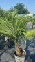 Палма Трахикарпус -22, снимка 5
