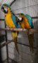 Зряла двойка синьожълт ара, снимка 1 - Папагали - 43892284