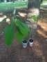 Авокадо, снимка 1 - Стайни растения - 33419912