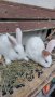 Холандски зайци, зайци Веселина и кръстоска, снимка 6