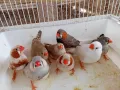 Продавам изложбени зеброви амадини , снимка 3