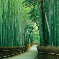100 броя бамбукови семена от декоративен бамбук Moso Bamboo зелен МОСО БАМБО за декорация и украса b, снимка 11 - Сортови семена и луковици - 37711514