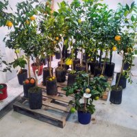 Цитрусови  дръвчета - фиданки разнообразни сортове, снимка 2 - Градински цветя и растения - 39472838