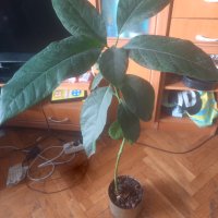 Голямо авокадо, снимка 4 - Стайни растения - 43651496