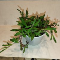 Сенецио, senecio rowleyanus, herreianus, delfinn, bananas, purple flush, снимка 6 - Стайни растения - 34801492