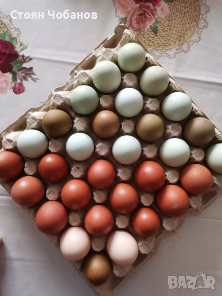 Яйца за люпене от     кокошки снасящи разноцветни яйца, снимка 1
