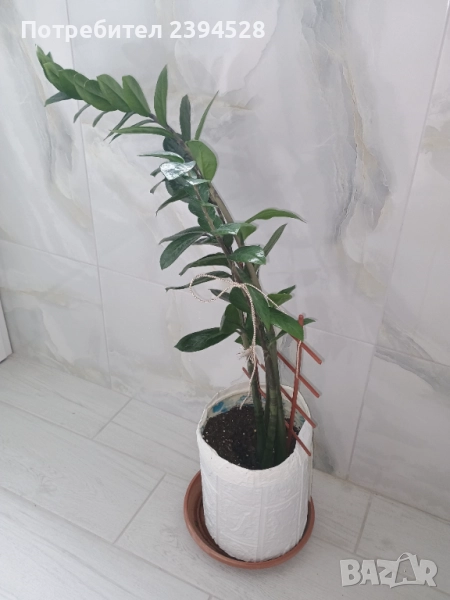 Продавам цвете Замиокулкас, снимка 1
