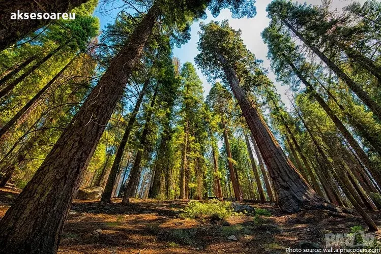 15 x семена гигантска секвоя мамутово дърво sequoiadendron giganteum за декорация на двора, снимка 1