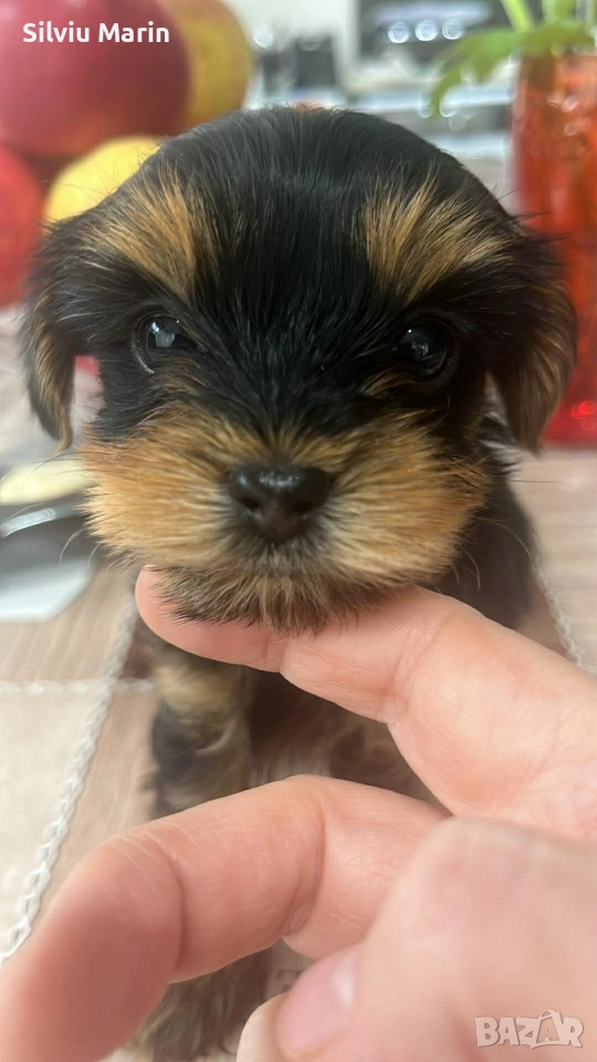 Йорки-момче, гр.Варна, снимка 1