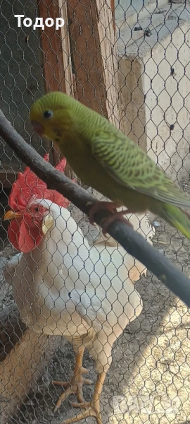 Петлета бял лехорн , снимка 1