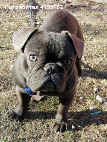 Син Френски Булдог, снимка 1