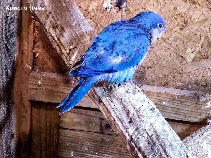 Ръчно хранени бебета монашески папагали от развъдник, снимка 1