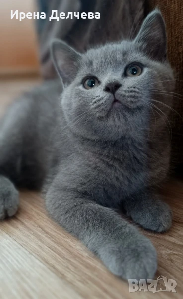 Чистокръвни британчета , снимка 1