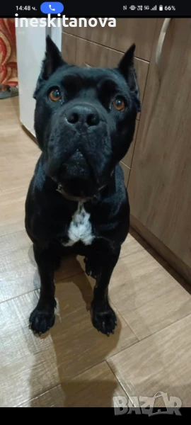 Кане - Корсо , снимка 1