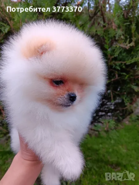 Померан , снимка 1