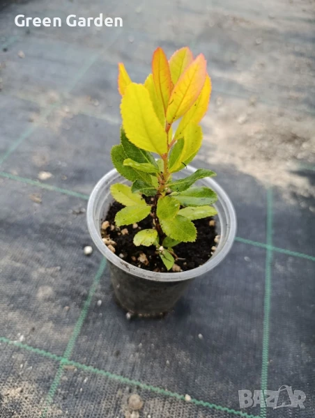 Ягодово дърво - Арбутус, снимка 1