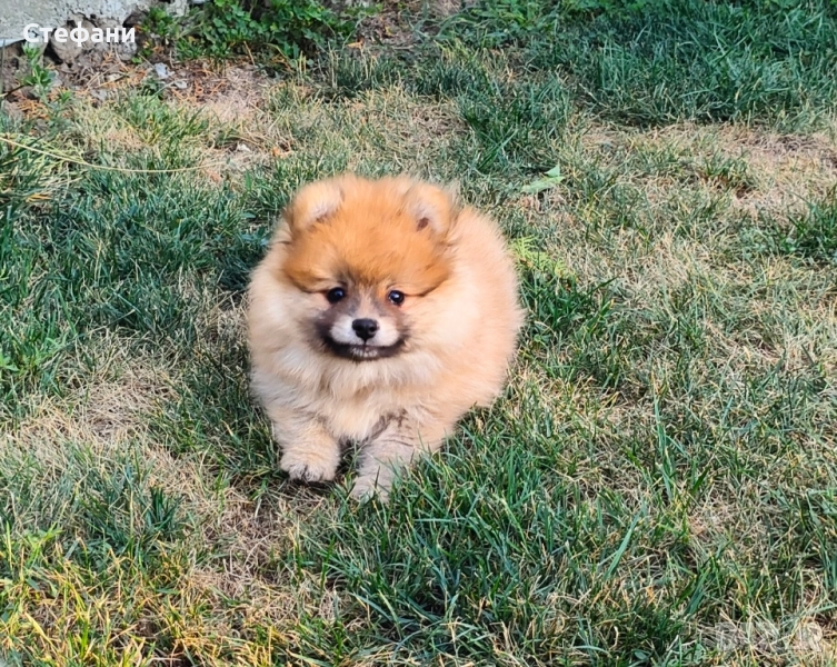 Померан , снимка 1
