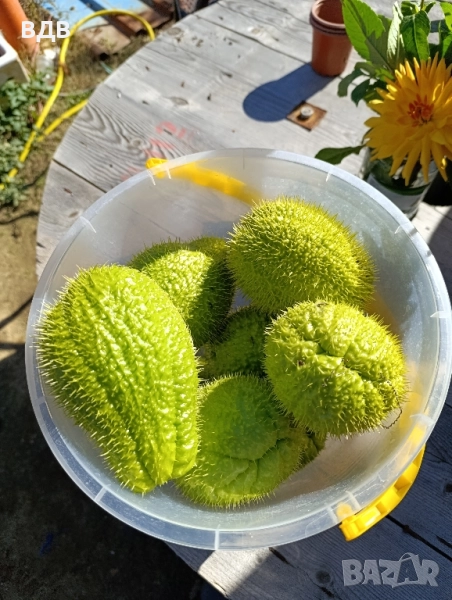 Чайот(мексиканка краставица), снимка 1