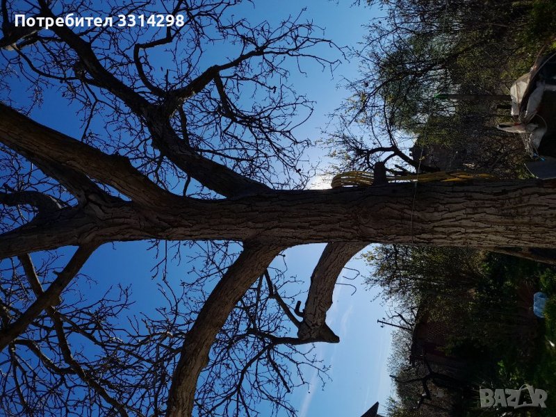 Орех дърво за материал, снимка 1