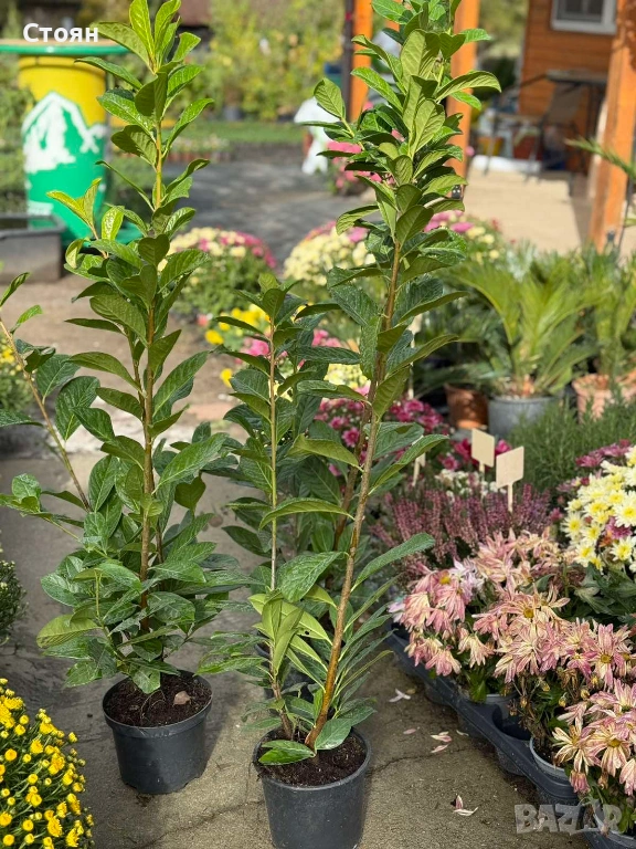 Вечнозена лавровишна, снимка 1