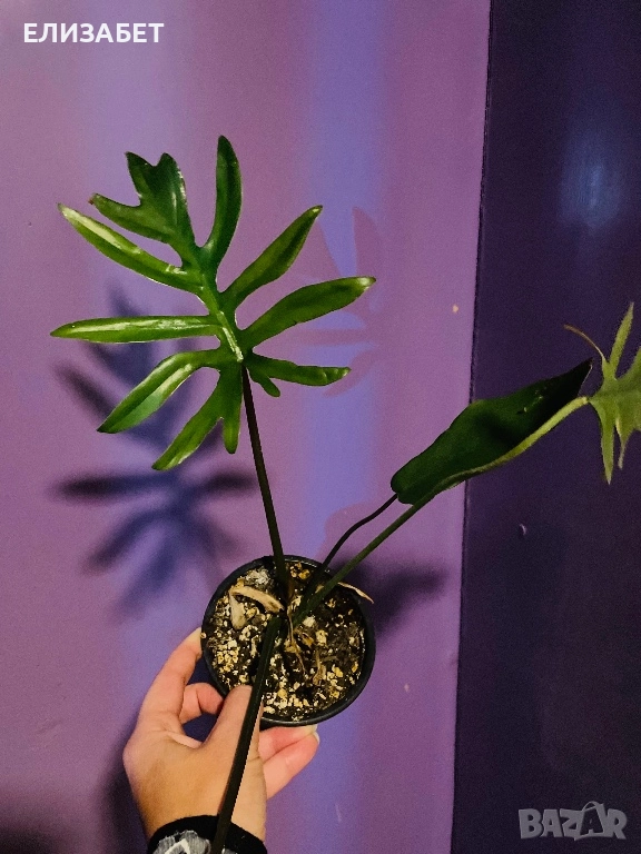 Fhilo mayo mayor, снимка 1