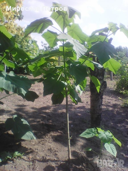 Продава пауловния томентоса, снимка 1