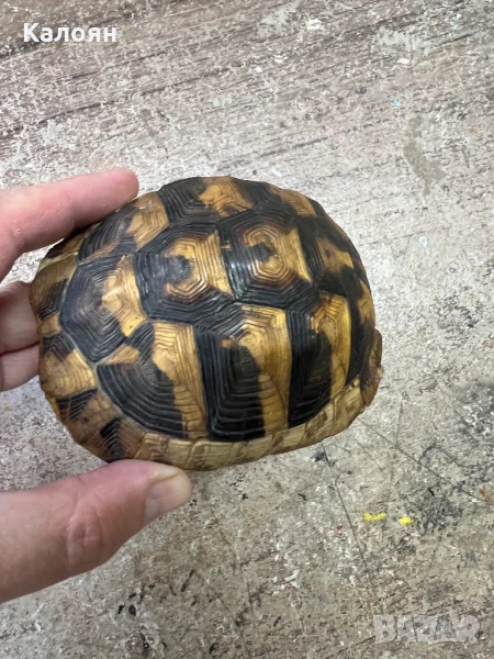 Костенурка черупка , снимка 1