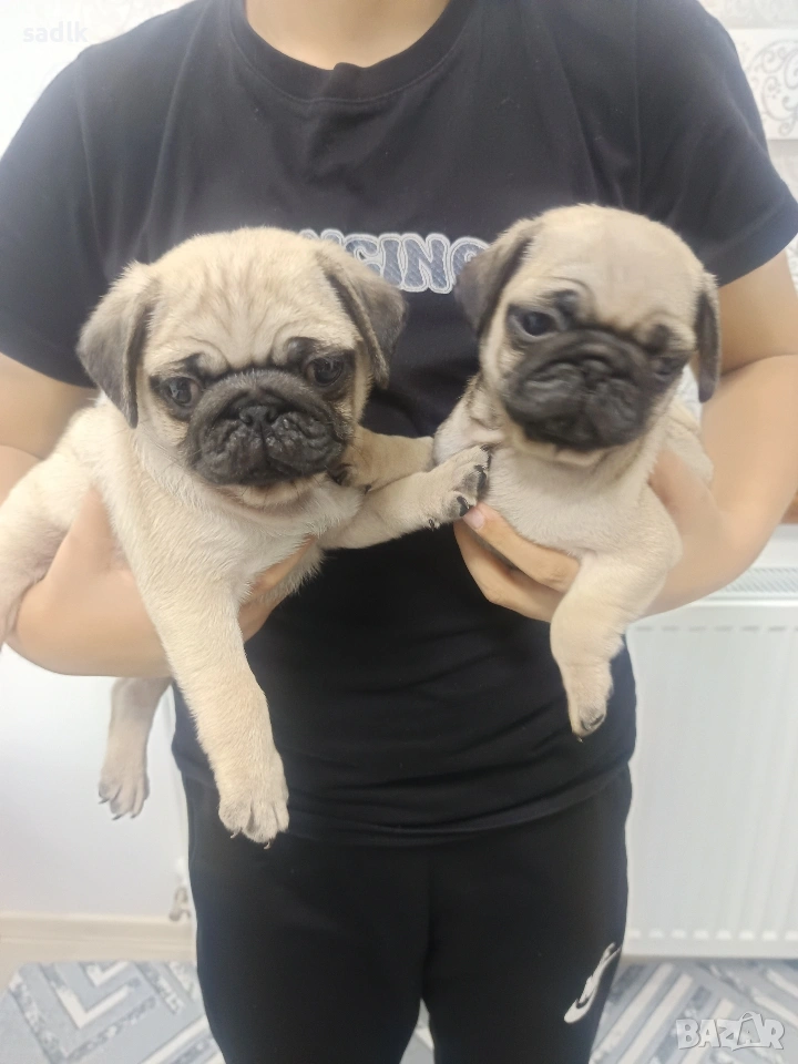 ЕЛИТНИ МОПСЧЕТА , снимка 1