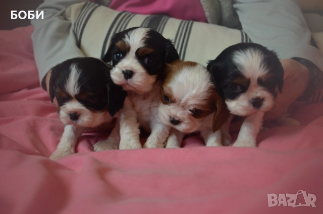 Кавалер Кинг Чарлз Шпаньол, снимка 3 - Кавалер кинг чарлз шпаньол - 52735606