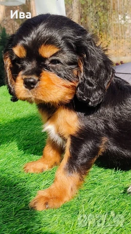 кавалер Кинг Чарлз шпаньол, снимка 1