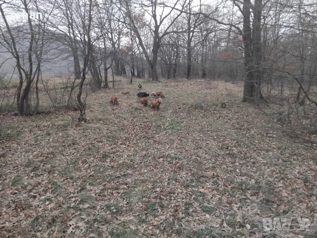 6 бр работещи кучета , снимка 2 - Кокер шпаньол - 53461757