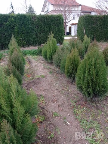 Източна туя , вечнозелена, снимка 2 - Градински цветя и растения - 39556021