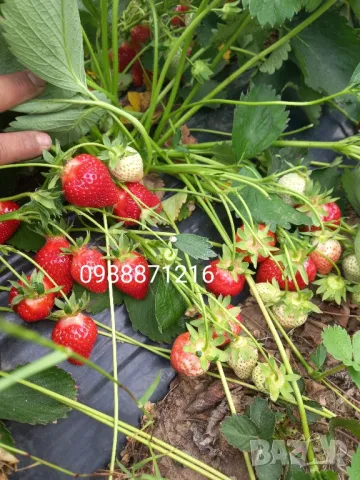 Предлагаме разсад ягоди, снимка 4 - Разсади - 48959415