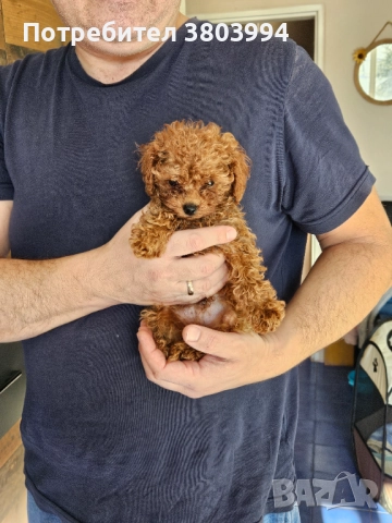 Чистокръвен тийкъп той пудел момченце, снимка 5 - Пудели - 52935256