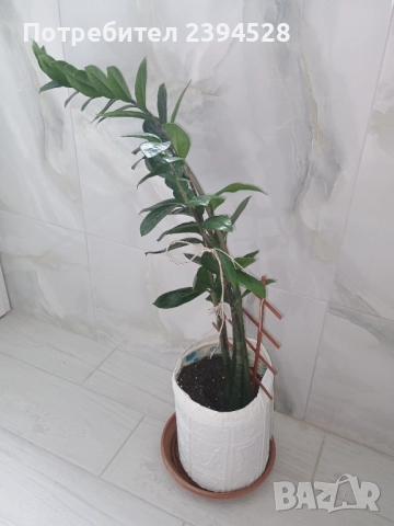 Продавам цвете Замиокулкас