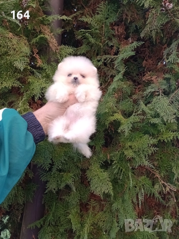 Минита. Померани. Реални снимки!