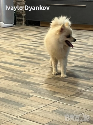 Померанче, снимка 5 - Шпиц - 52891129