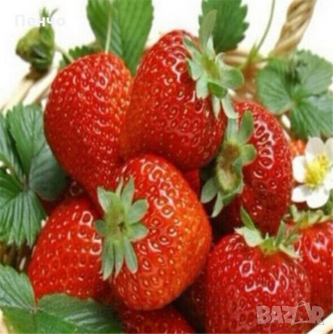 100 гигантски ягодови семена от плод ягода ягоди органични плодови ягодови семена от вкусни ягоди от, снимка 4 - Сортови семена и луковици - 27610133