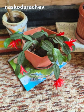 Стайно цвете "Великденче", снимка 5 - Стайни растения - 50951816