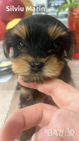 Йорки-момче, гр.Варна